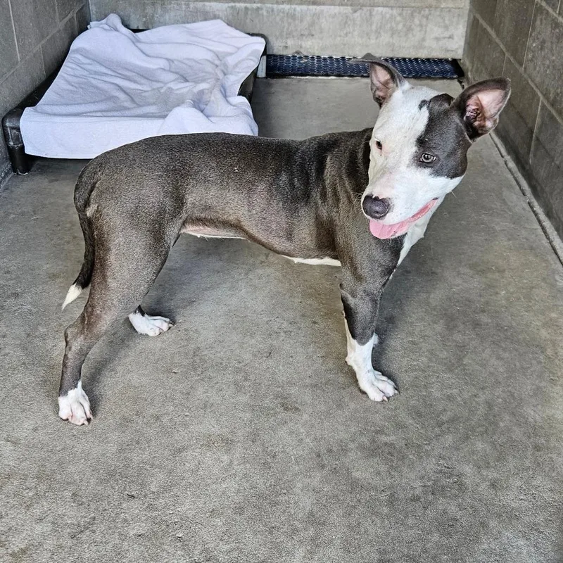 An adult medium-sized female Gray / Blue / Silver Mixed Breed dog named Maxine for adoption in Lake Panasoffkee, FL
