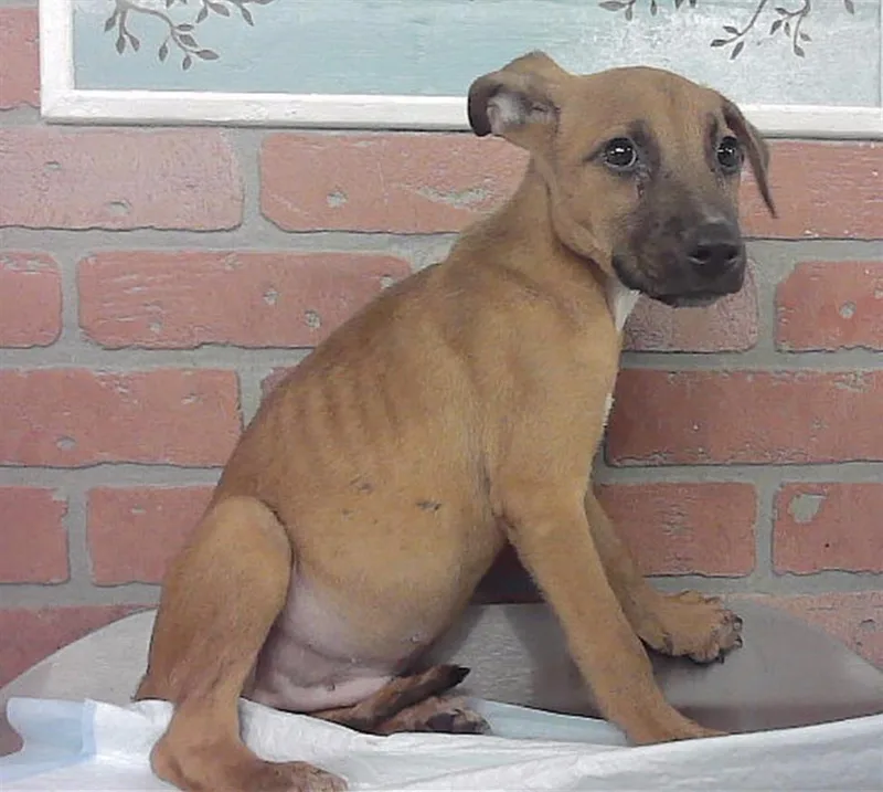 A baby small-sized male Staffordshire Bull Terrier dog named Clinton for adoption in Houston, TX