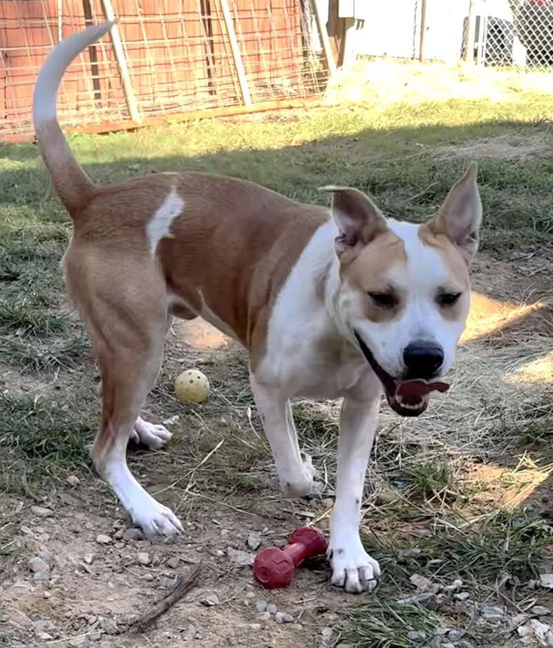 An adult large-sized male American Bulldog dog named Dudley for adoption in Wetumpka, AL
