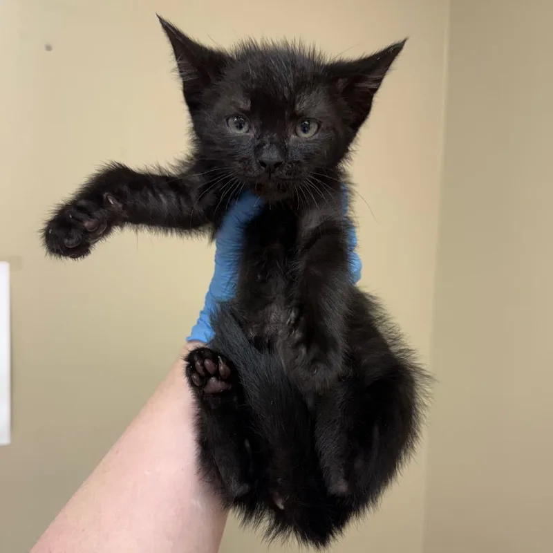 A baby small-sized male Black Domestic Short Hair cat named Noah for adoption in Birmingham, AL