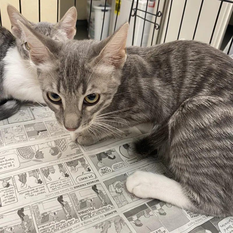 A baby small-sized male Gray / Blue / Silver Domestic Short Hair cat named Lakes for adoption in Westminster, CA
