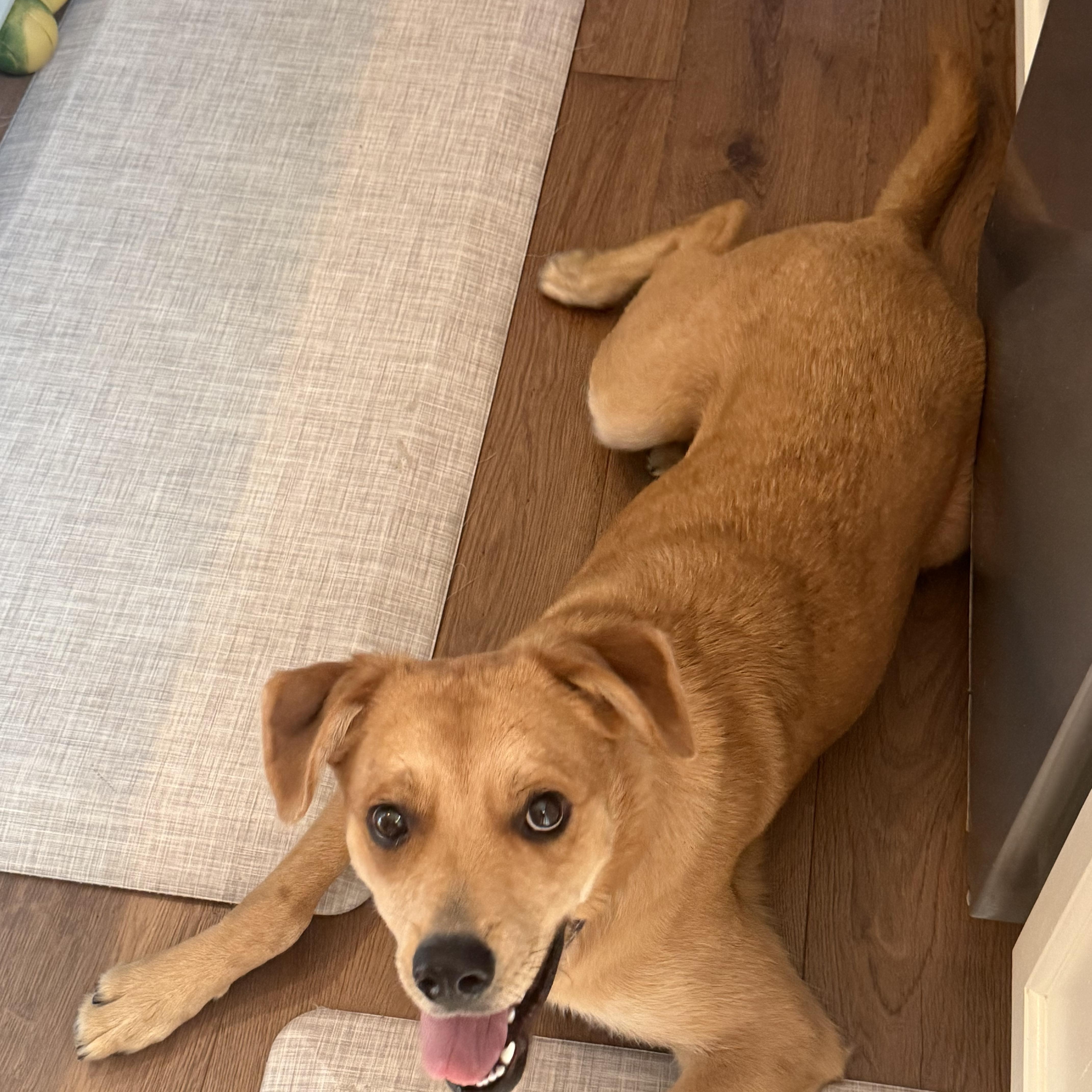 A young medium-sized male Golden Labrador Retriever dog named Wyatt for adoption in Rochester Hills, MI