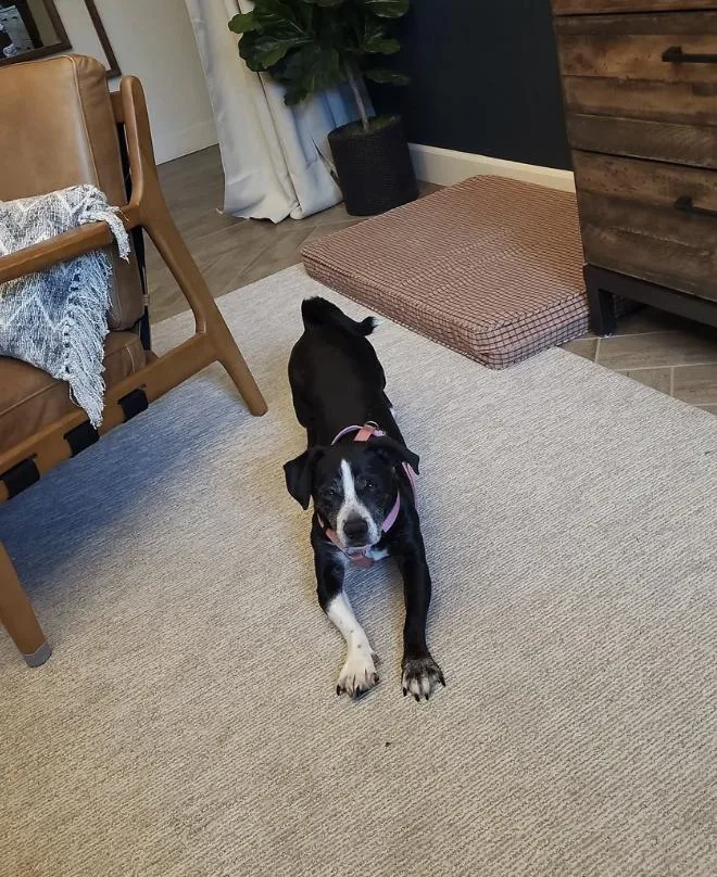 An adult medium-sized male Black Mixed Breed dog named Flopsy for adoption in Davis, CA
