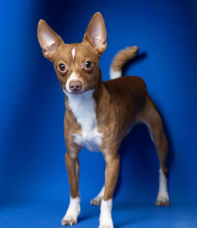 An adult small-sized male Chihuahua dog named Ginger for adoption in Richardson, TX