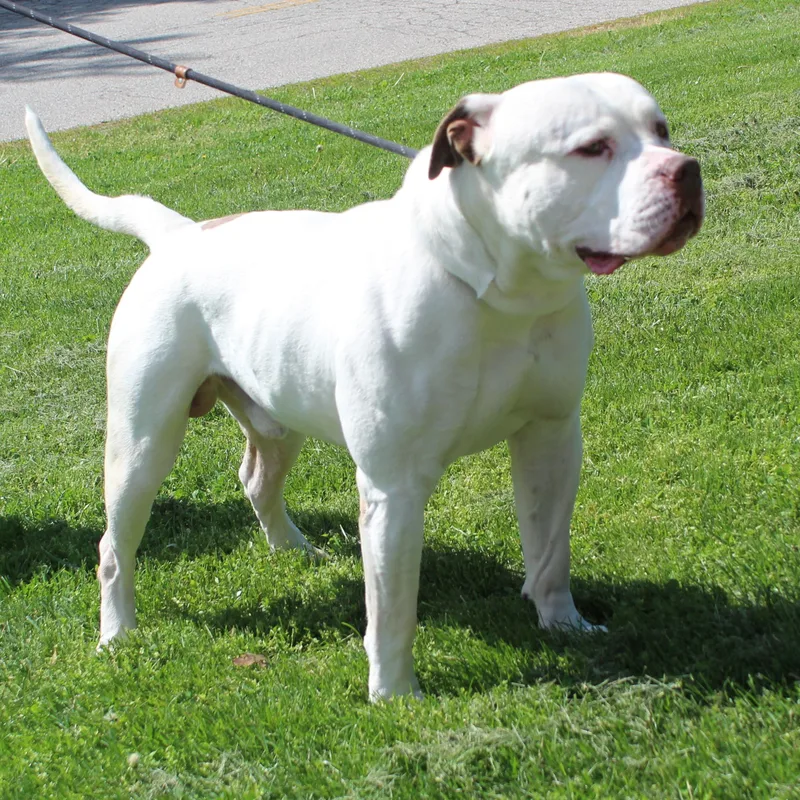 An adult extra large-sized male White / Cream American Bulldog dog named Samson for adoption in Heath, OH