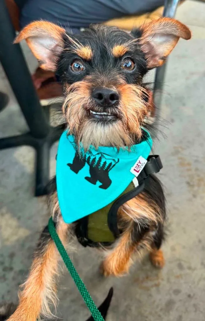 A baby small-sized male Yorkshire Terrier dog named Captain for adoption in San Diego, CA