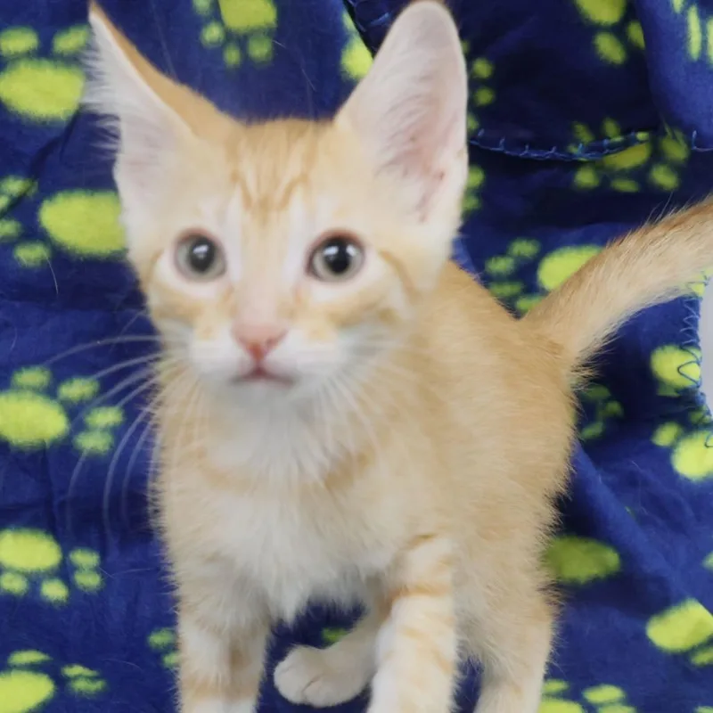 A baby small-sized male Domestic Short Hair cat named Pipette for adoption in Chaska, MN