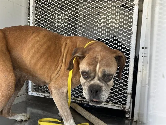 An adult medium-sized female Boxer dog named A for adoption in Bakersfield, CA