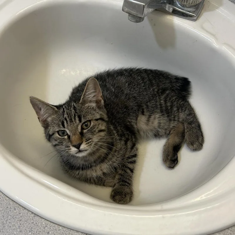 A baby medium-sized female Brown / Chocolate Domestic Short Hair cat named Eden for adoption in Harrisonburg, VA