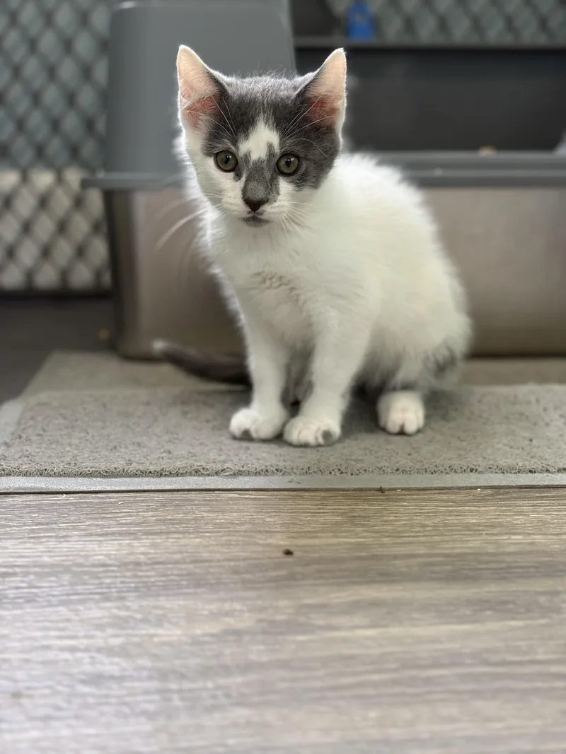 A baby small-sized male Domestic Short Hair cat named Sega for adoption in Milwaukee, WI