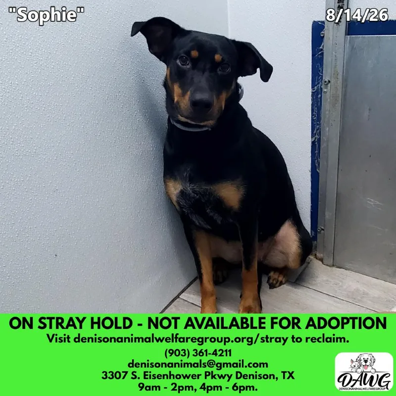 A young medium-sized female Black Mixed Breed dog named Sophie for adoption in Denison, TX