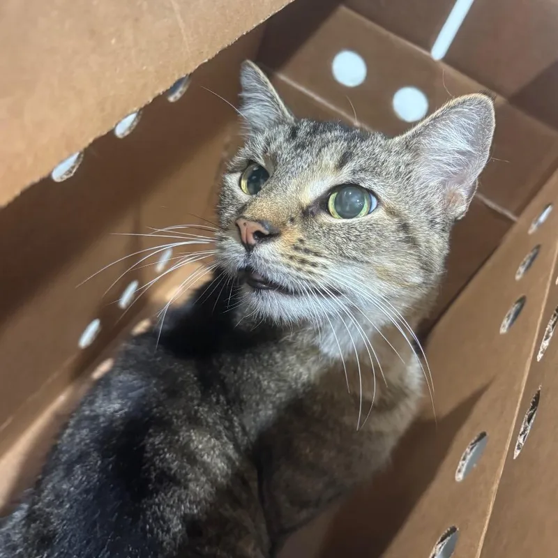 An adult medium-sized female Black Domestic Short Hair cat named Taylor for adoption in Tampa, FL