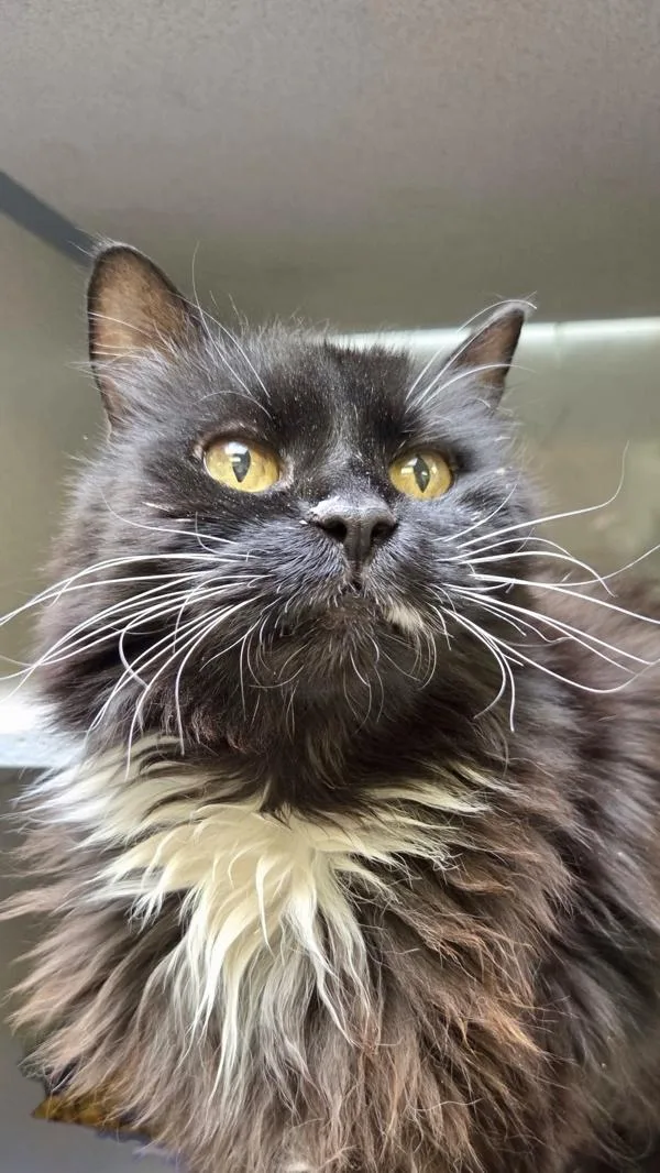 A senior small-sized female Domestic Long Hair cat named Edith for adoption in Salt Lake City, UT