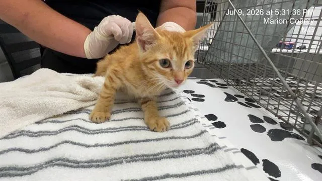 A baby small-sized male Domestic Short Hair cat named Robin for adoption in Ocala, FL