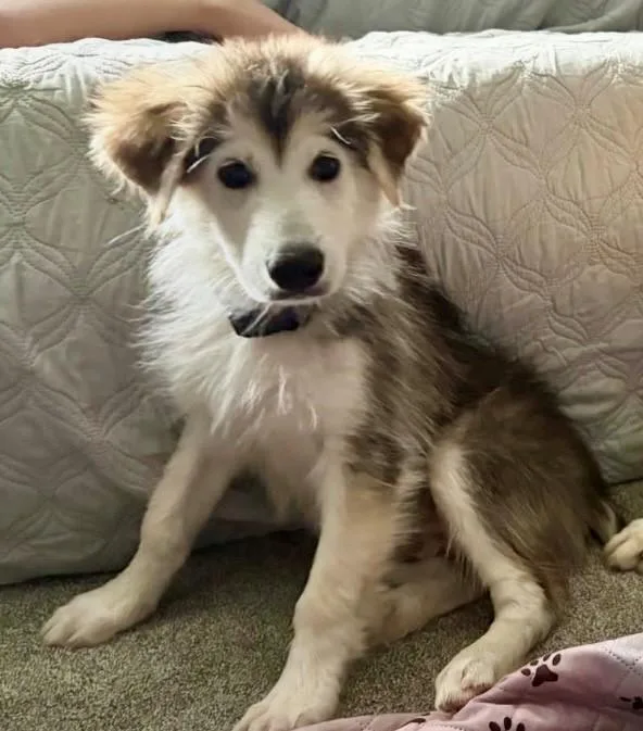 A young small-sized male Tricolor (Brown, Black, & White) Siberian Husky dog named Denali for adoption in York, PA