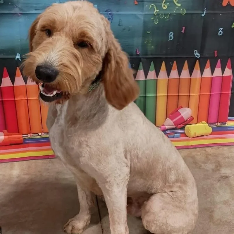 An adult small-sized male Golden Retriever dog named Fuddle for adoption in Blair, WI