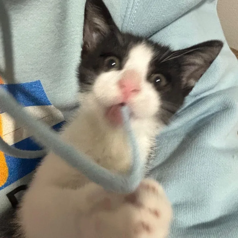 A baby small-sized male Black & White / Tuxedo Domestic Short Hair cat named Ralphie for adoption in Commerce City, CO