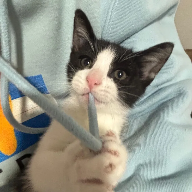 Ralphie thumbnail 5