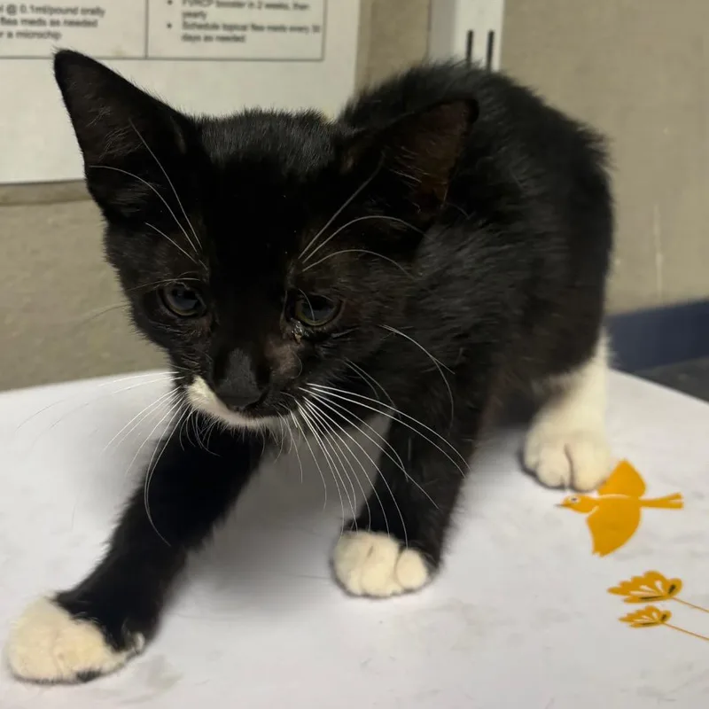 A baby small-sized male Domestic Short Hair cat named Black Sabbath for adoption in Yuma, AZ