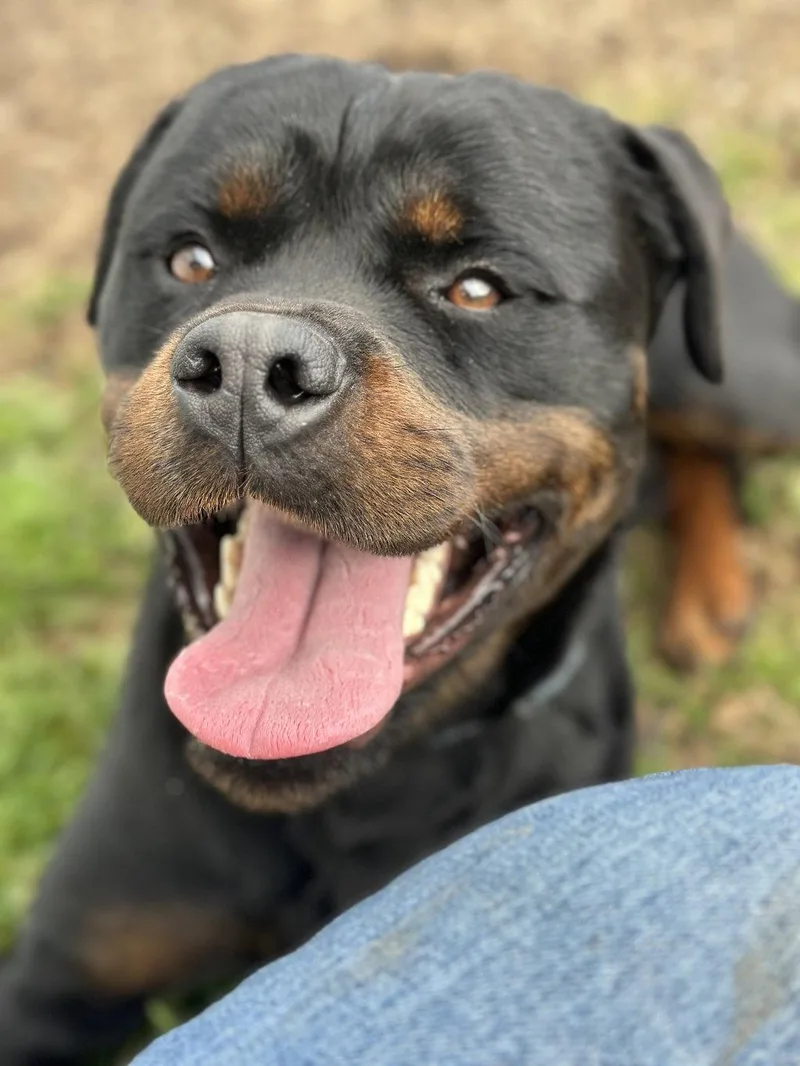 A young extra large-sized male Rottweiler dog named Dino for adoption in Petaluma, CA