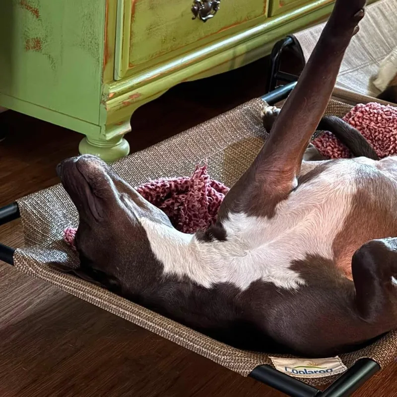 An adult large-sized female Labrador Retriever dog named Hensley for adoption in Minneapolis, MN
