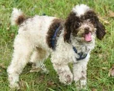 An adult small-sized male Poodle dog named Rylo for adoption in Kansas City, MO