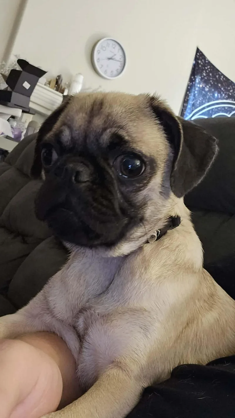 A baby small-sized male Apricot / Beige Pug dog named Man for adoption in Fresno, CA