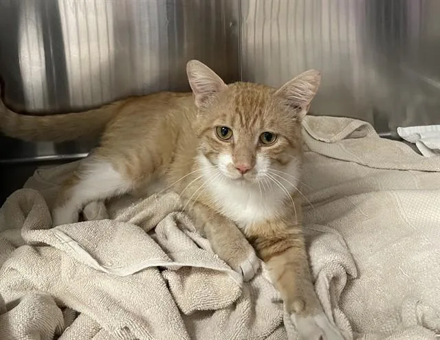An adult medium-sized male Domestic Short Hair cat named Georgie for adoption in Colorado Springs, CO