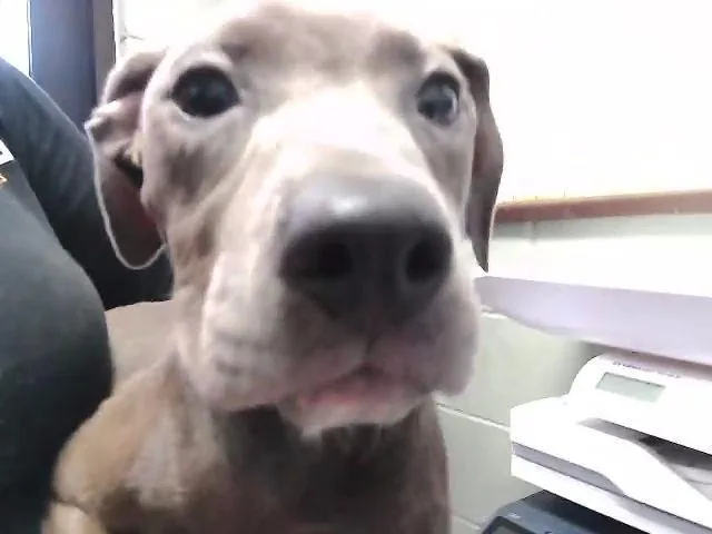 A young small-sized female Pit Bull Terrier dog named 3 for adoption in Tulsa, OK