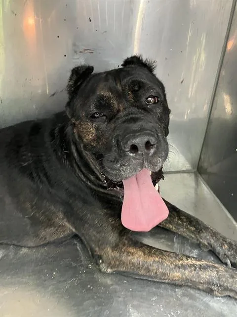 An adult large-sized female Mixed Breed dog named Molly for adoption in Dallas, TX