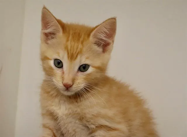 A baby small-sized male Domestic Short Hair cat named Joe for adoption in San Luis Obispo, CA