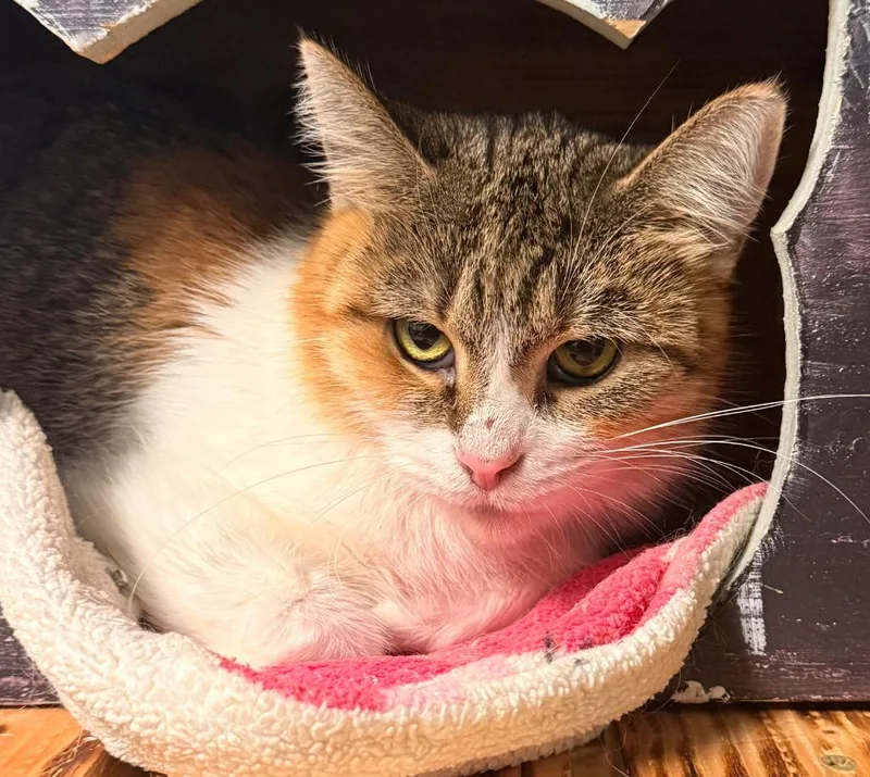 An adult small-sized female Domestic Short Hair cat named Bonnie for adoption in Defiance, OH