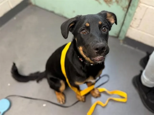 A baby medium-sized female German Shepherd Dog dog named Austen for adoption in Antioch, CA