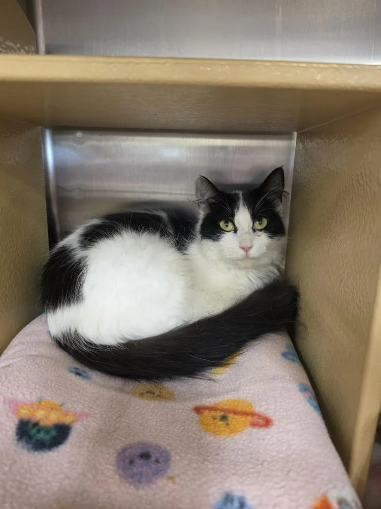 An adult medium-sized female Black & White / Tuxedo Domestic Medium Hair cat named Bandit for adoption in Metamora, IL