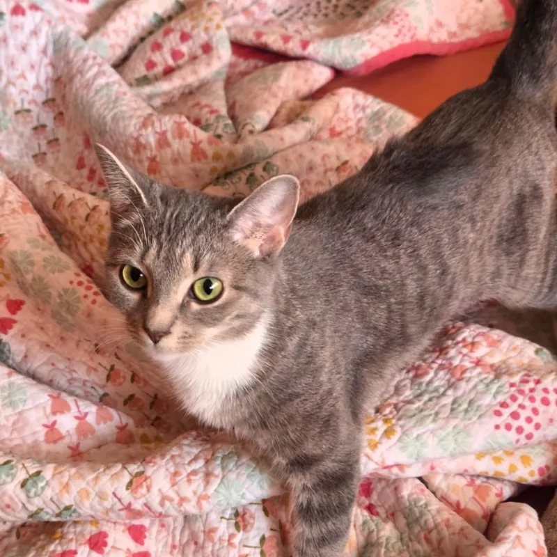 A young small-sized female Gray / Blue / Silver Domestic Short Hair cat named Sheba for adoption in Germantown, MD