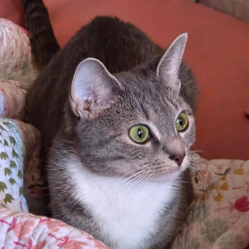 Sheba thumbnail 6