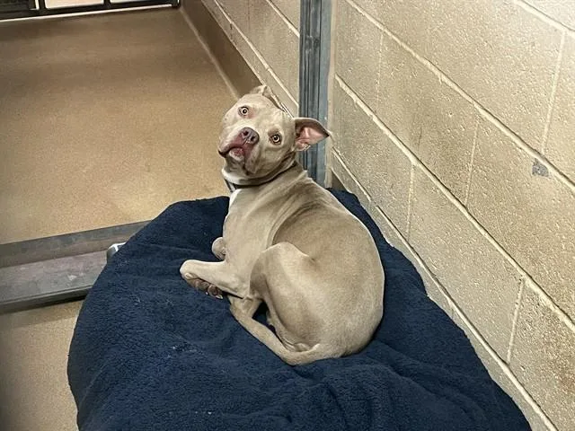 An adult medium-sized female Pit Bull Terrier dog named Babs Bunny for adoption in Martinez, CA