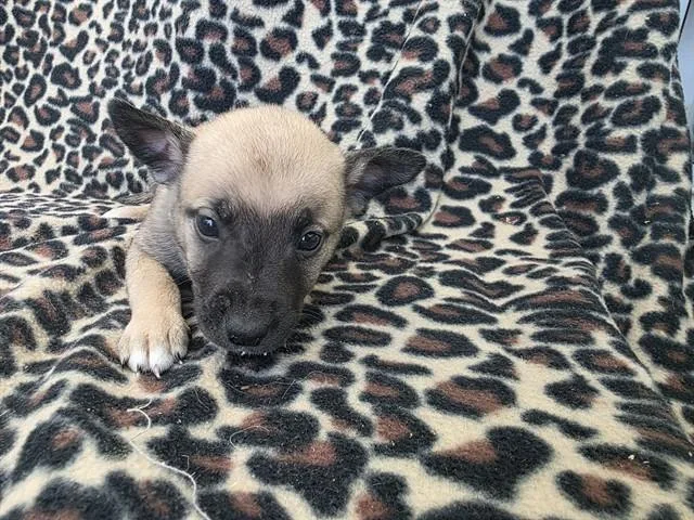 A baby small-sized male Pit Bull Terrier dog named Owen for adoption in Lancaster, CA