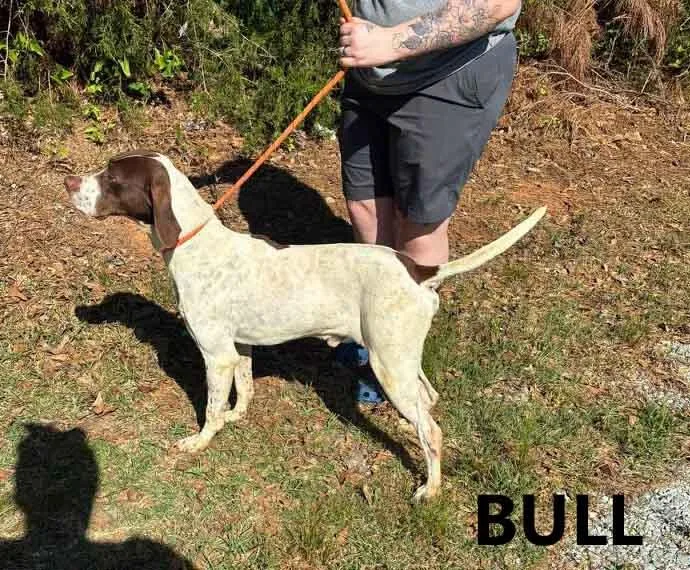 An adult medium-sized male White / Cream German Shorthaired Pointer dog named Bull for adoption in Washington, GA