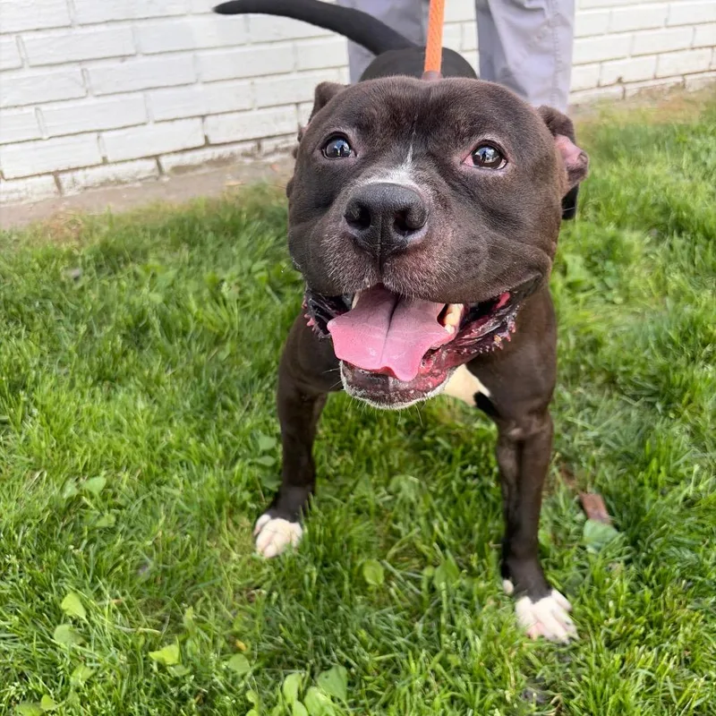 A young medium-sized male Black Pit Bull Terrier dog named Sabbeth for adoption in Newark, NJ