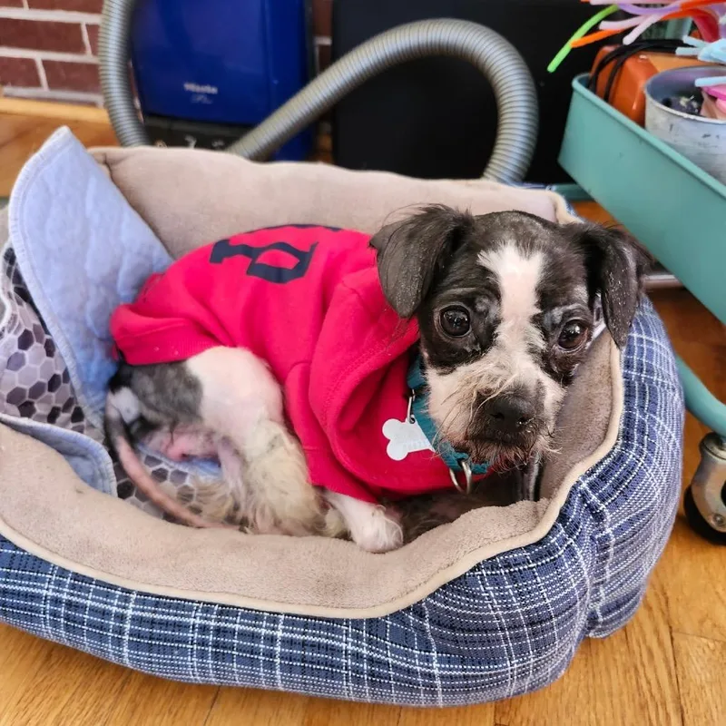 A young small-sized female White / Cream Mixed Breed dog named Jessie for adoption in Skokie, IL