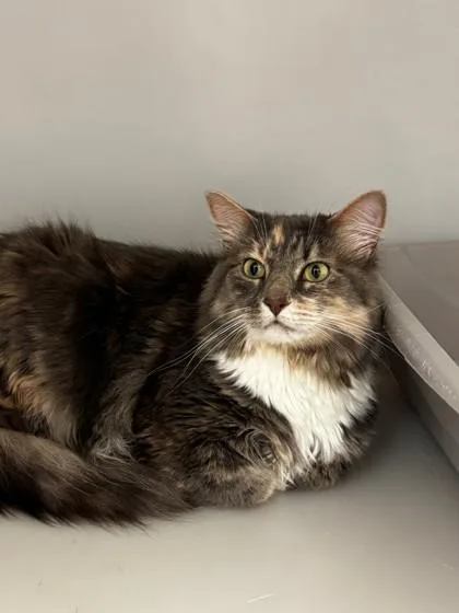 An adult medium-sized female Domestic Long Hair cat named Sunny for adoption in Kalispell, MT