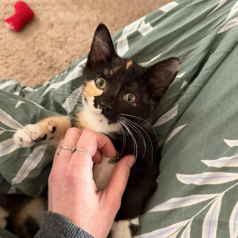 A baby small-sized female Tortoiseshell Domestic Short Hair cat named Shrew for adoption in Evansville, IN