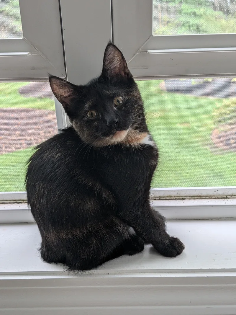A baby medium-sized female Tortoiseshell cat named Jill for adoption in Honeoye, NY