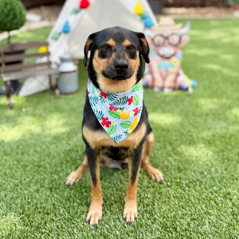 An adult medium-sized male Black Rottweiler dog named Scruffles for adoption in Southport, CT
