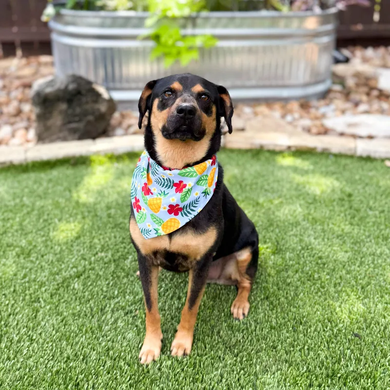 Scruffles thumbnail 5