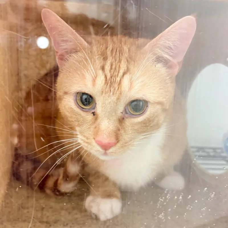 An adult large-sized male Orange / Red Domestic Short Hair cat named Luck for adoption in Philadelphia, PA