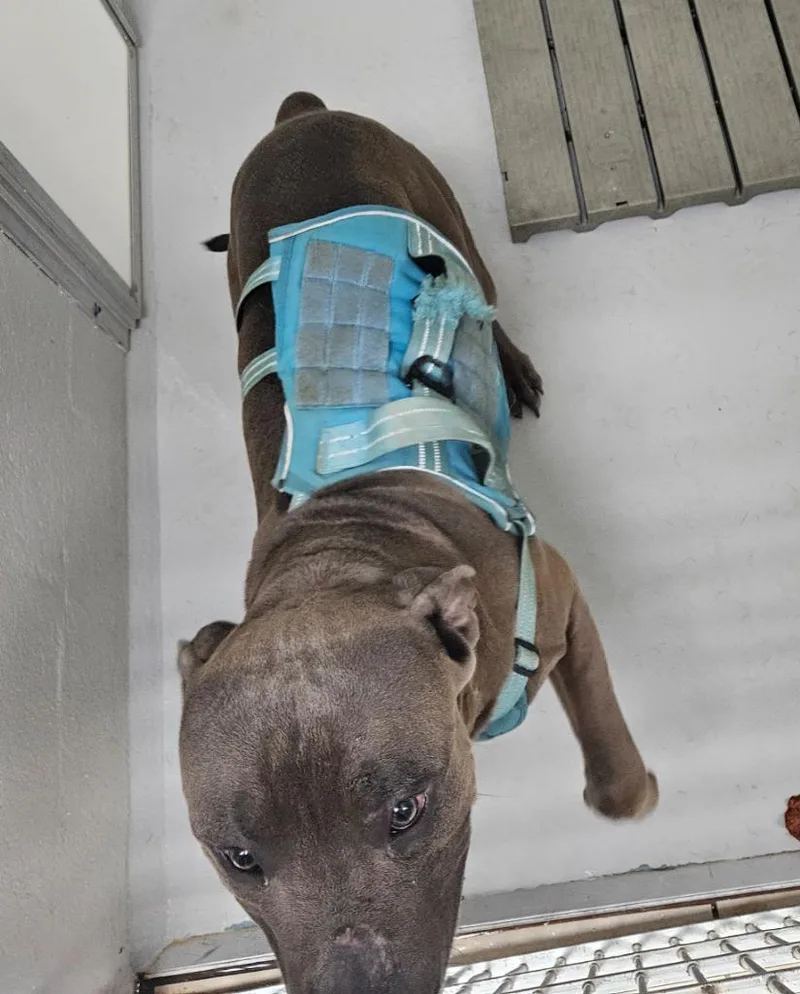 A young medium-sized male Pit Bull Terrier dog named Diesel for adoption in Mocksville, NC