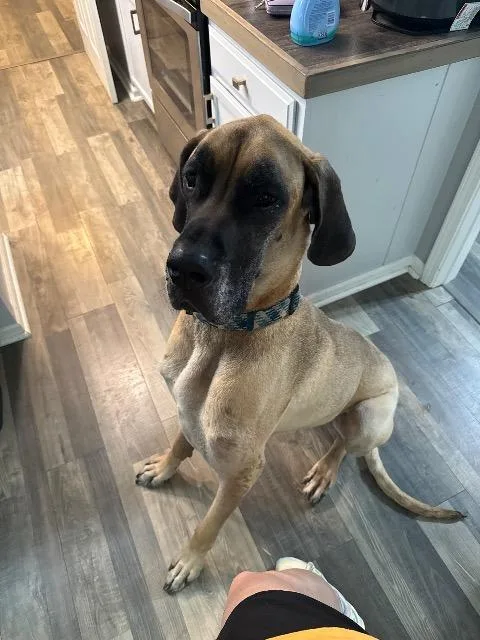 Big Scout