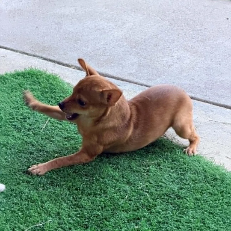 A baby small-sized female Chihuahua dog named Ruthie for adoption in Justin, TX